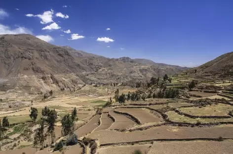 Terrasses cultivées dans le canyon de Colca - Pérou