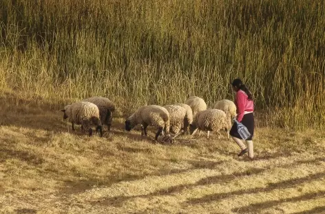 Vie traditionnelle sur la presqu'île de Capachica - Pérou