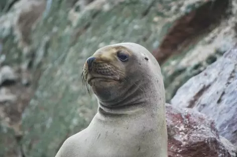 Un phoque fait le beau sur les îles Ballestas - Pérou - 