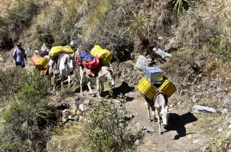 Notre fidèle caravane ! - Pérou