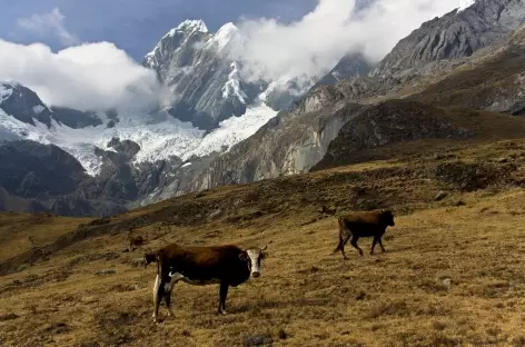 Des vaches au pied du Jirishanca (6126 m) près de la lagune Mitucocha ! - Pérou