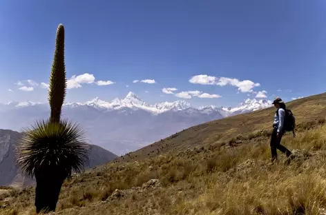 Découverte de l'étonnante Puya Raimondi dans la Cordillère Noire - Pérou