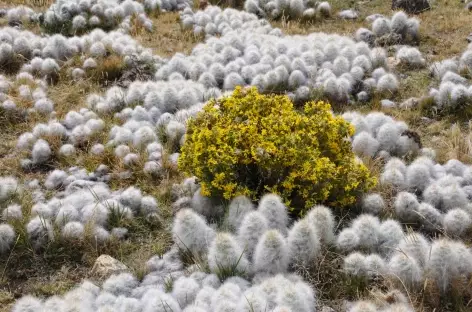 D'étranges plantes - Pérou