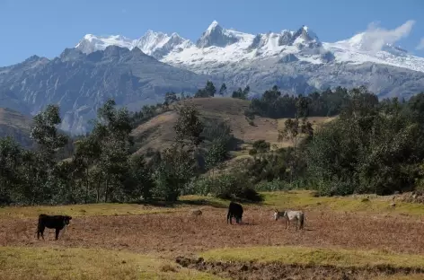 Marche au cœur des vallées agricoles de Honda et Vicos - Pérou