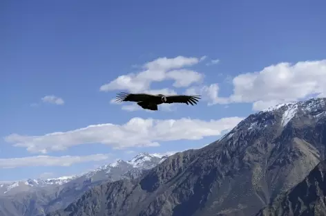 Le vol des condors dans le canyon de Colca - Pérou - 