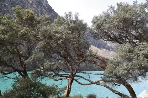 Quenuals et lagune LLanganuco - Pérou