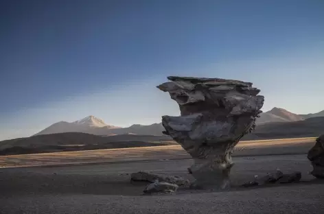 Arbre de Pierre - Bolivie