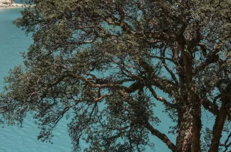 Quenual, l'arbre endémoique des Andes