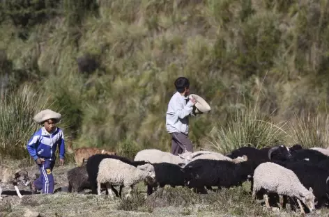 Rencontre avec des bergers dans la vallée d’Ingenio