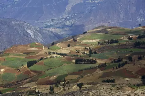 La campagne cultivée du callejon de Huaylllas - Pérou