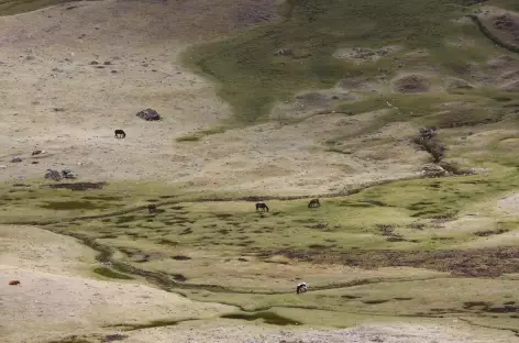 Vastes alpages dans la quebrada de Mayobampa