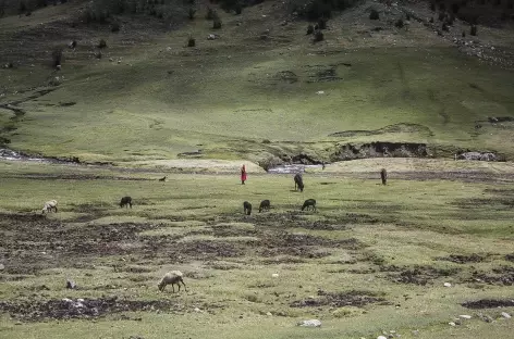 Rencontre dans la vallée d’Ingenio