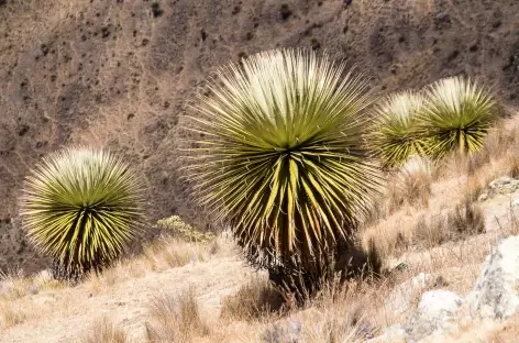 Puyas Ramondi dans la Cordillère Noire - Pérou