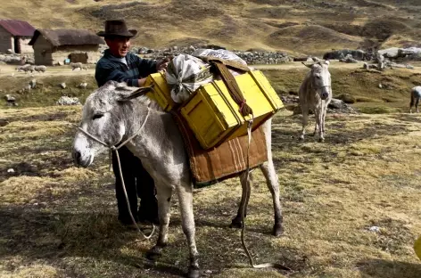 Chargement des bagages avant une nouvelle journée dans la Cordillère Huayhuash - Pérou