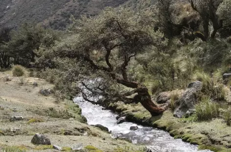 Un quenual dans la quebrada Cayesh - Pérou