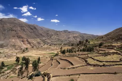 Les terrasses cultivées dans le canyon de Colca - Pérou - 