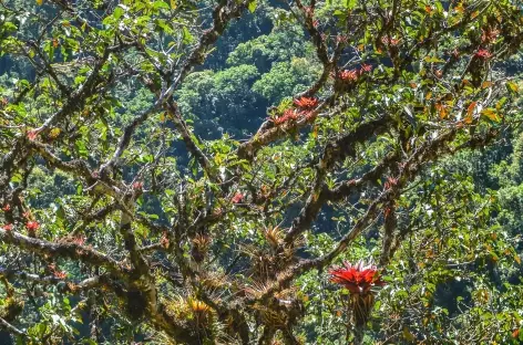 Dans la forêt tropicale - Pérou