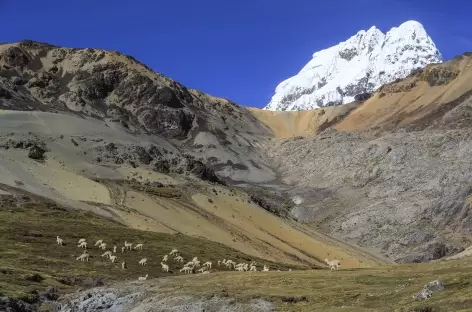 Troupeau d'alpagas en chemin vers la vallée Quillhuahuayjo - Pérou