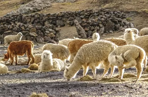 Un troupeau d'alpagas - Pérou