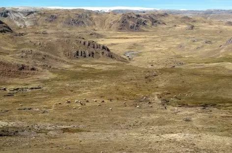 Entre Phinaya et la lagune Ccascana - Pérou