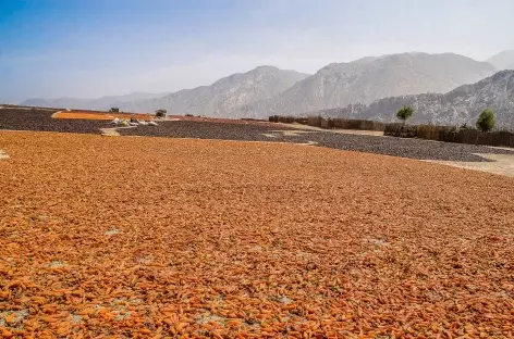 Sèchage des poivrons sur la route entre Lima et Carhuaz - Pérou