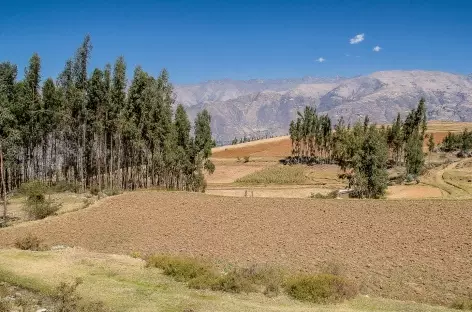 Cultures à l'approche de Cashapampa - Pérou