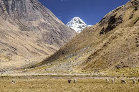 Vue sur l'Alpamayo depuis Safuna - Pérou