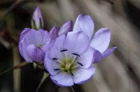 Une belle fleur andine - Pérou