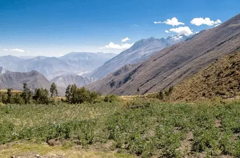 Cultures de fêves entre Ichic Ulta et Colcabamba - Pérou