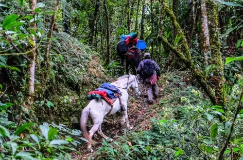 La végétation devient tropicale vers Concevidayoc - Pérou