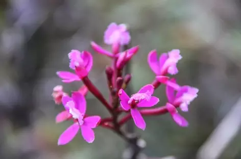 Fleur tropicale - Pérou