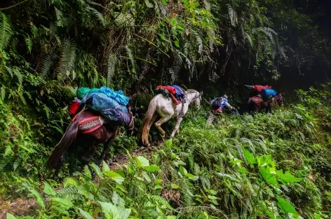 La végétation devient tropicale vers Concevidayoc - Pérou