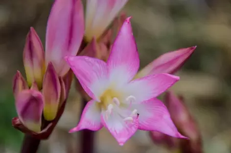 Une belle fleur andine - Pérou