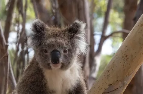Koala - 