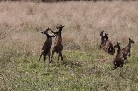 bataille de Kangourous - Australie