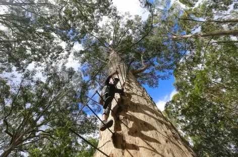 forêts de karris  - Pemberton - Australie