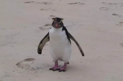 Manchot aux yeux jaunes - Australie