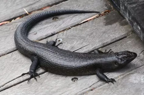 Gros lézard