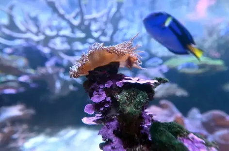 Poissons tropicaux et coraux dans la côte de récif de Ningaloo (c) chameleonseye_Istock BD - 