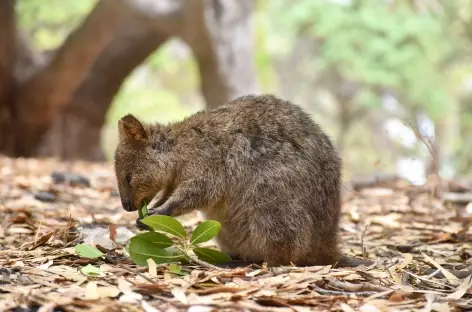 Quokka - 