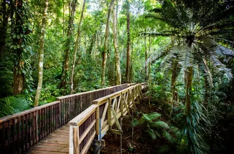 Forêt de Daintree_Australie - 