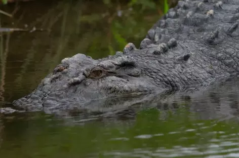 Crocodile de Daintree_Australie - 