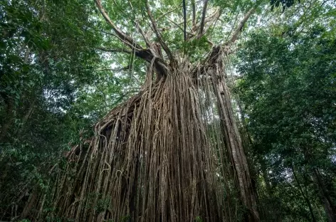 Curtain Fig Tree_Australie - 