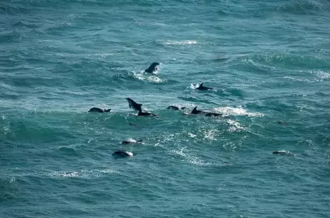 Dauphins Burrunan, Mornington Peninsula, Victoria, Australie - 