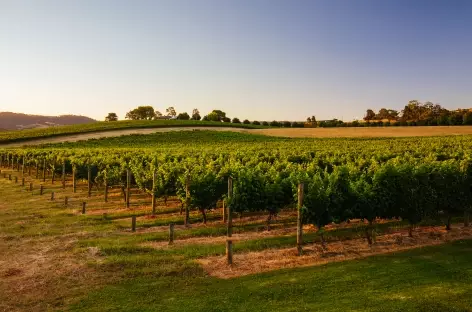 Vignobles dans la vallée de Yarra_Australie - 