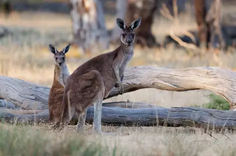 Kangourou sur Kangaroo island_Australie - 