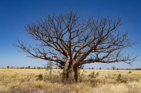 Broome - Fitzroy Crossing