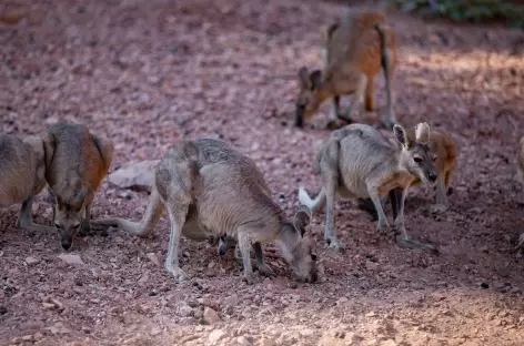 El Questro Wilderness Park - Kununurra