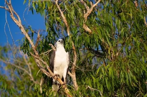 Nitmiluk - Cooinda - Yellow Water - Kakadu National Park