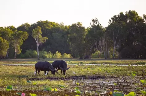 Nitmiluk - Cooinda - Yellow Water - Kakadu National Park